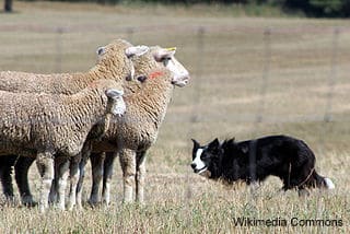 Border Collie Herding Sheep