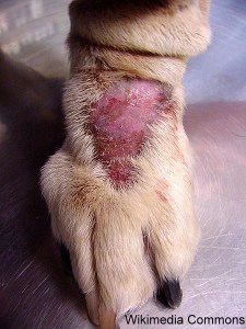 Injured Dog Paw from Licking