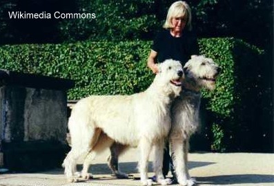 Pair of Irish Wolfhounds