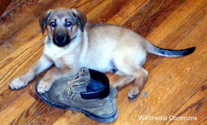 Puppy Playing with Boots