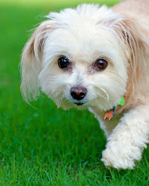 Photo of Cute Maltipoo Dog