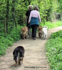 Women exercising dogs on trail