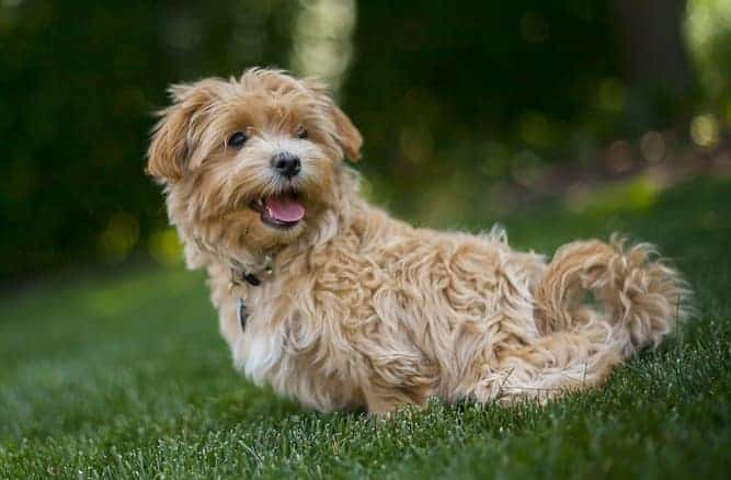 Photo of Happy Brown Maltipoo Outdoor On Lawn