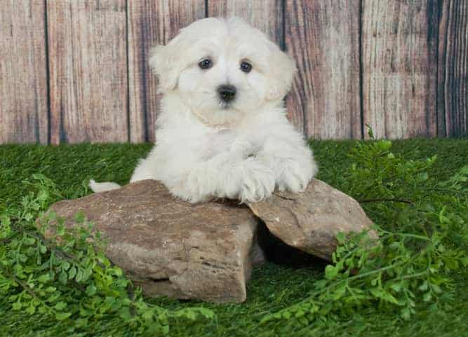 Photo of Maltipoo Puppy Outside