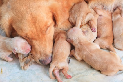 Newborn Golden Retriever Puppies with mother