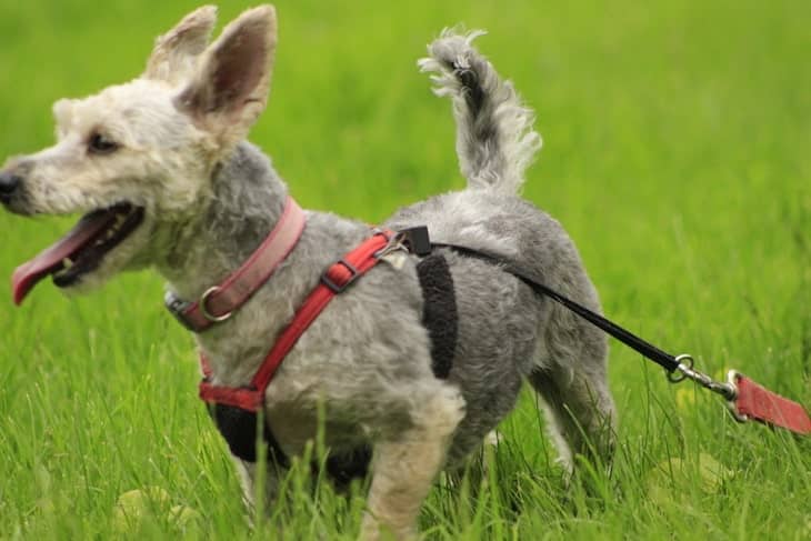 Photo of Yorkie Poo in Harness outdoor in grass | Lively Yorkie Poo Temperament