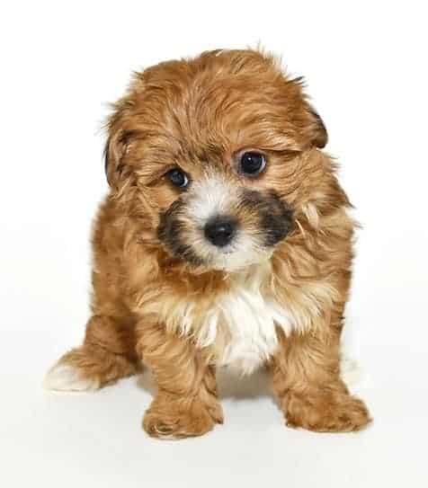 Photo of a Brown Yorkie Poo Puppy | Yorkie Poo Temperament