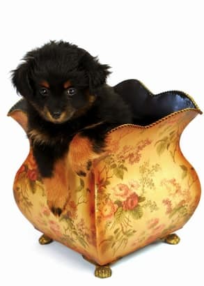 Yorkie Poo Temperament The Bold Beautiful