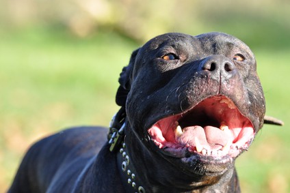 Black Pitbull with Mouth Wide Open
