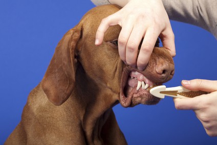 dog teeth cleaning (brushing)