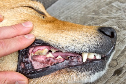 Dog teeth cleaning needed