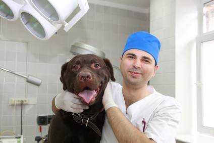 Happy Dog with Dentist