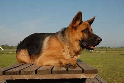 German Shepherd lying alert on park table