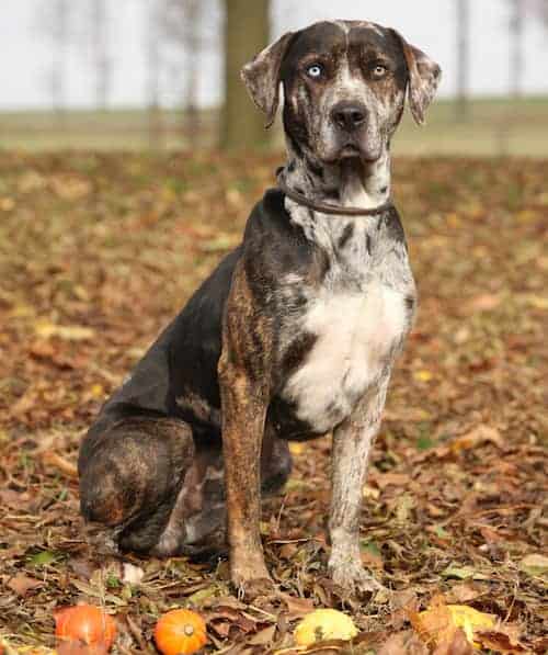 Photo of Catahoula Leopard Sitting Among Autum Leaves