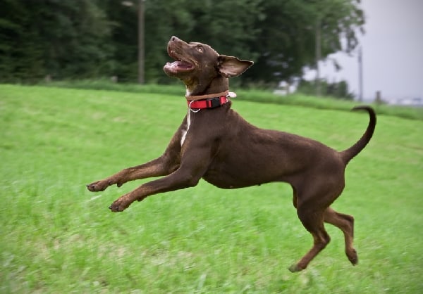 Strong Healthy Catahoula Leopard Dog Jumping in Park