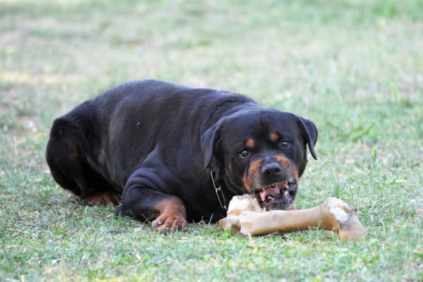 Angry Rottweiler with bone on lawn showing signs of dog food aggression