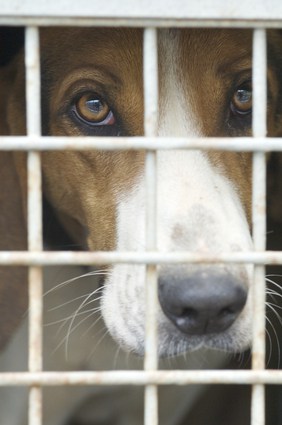 Dog in Cage at Shelter