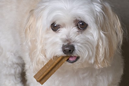 Maltipoo Temperament - Maltese Toy Poodle Mix Puppy