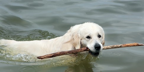 Retriever Dog fetches stick in wanter