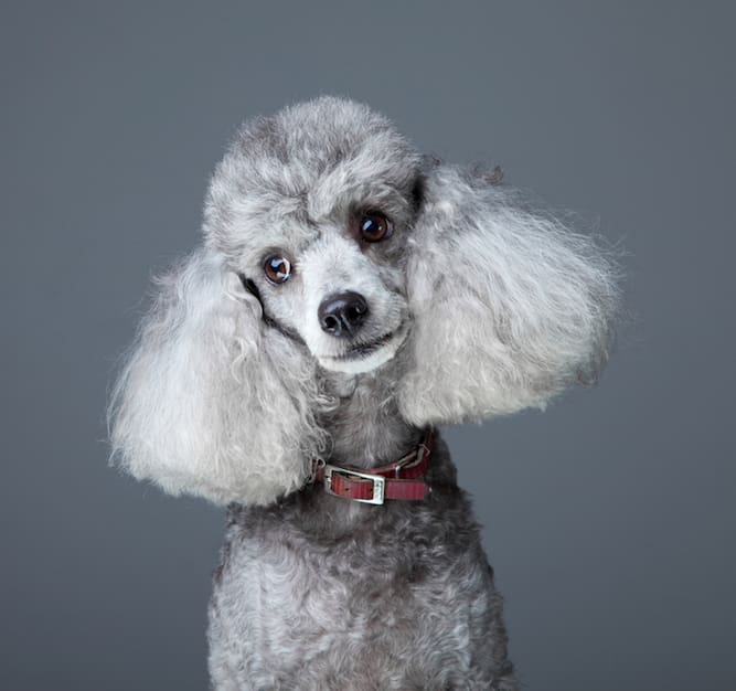 Photo of Grey Poodle Portrait | Poodle Temperament