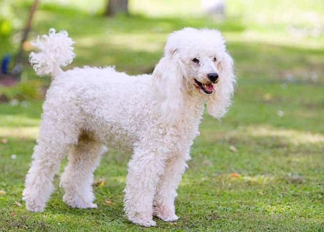 Photo of Poodle White Outdoors | Poodle Temperament