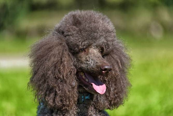 Photo of Poodle Face Portrait Grass Background | Poodle Temperament