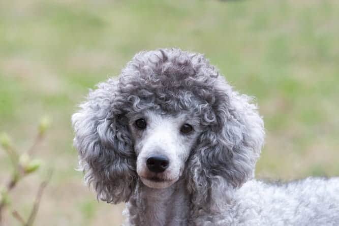 Photo of Poodle Greyish Outdoors | Poodle Temperament