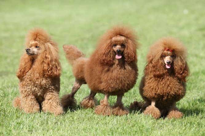 Photo of Three Brown Groomed Poodles In Field | Poodle Temperament