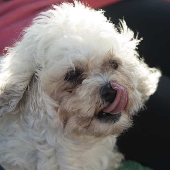 Photo of White Zuchon (Bichon Frise Shih Tzu mix) Dog Showing Off It's Cheerful Temperament