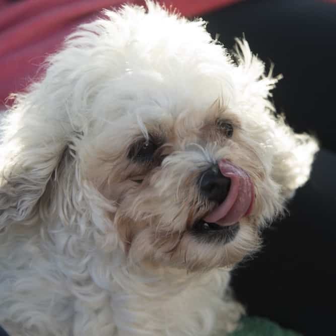 teddy bear dog bichon shih tzu