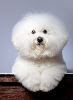 Well Groomed Bichon Frise