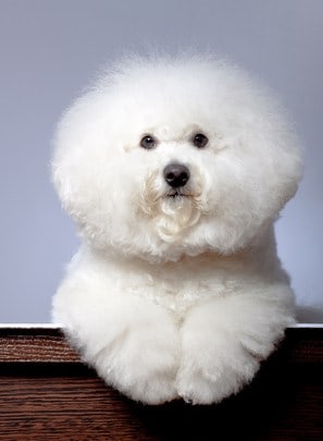 how do you bathe a bichon frise puppy