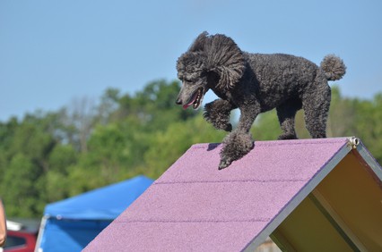 Silver Standard Poodle at a Dog Agility Trial