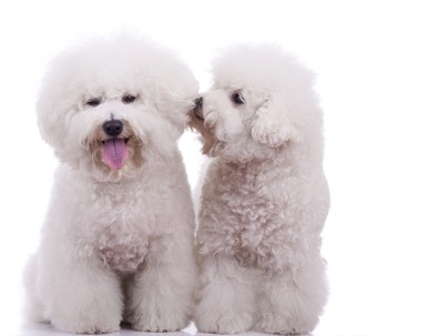 Two happy bichon frise puppies