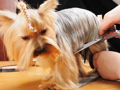 Professional Yorkie Dog grooming