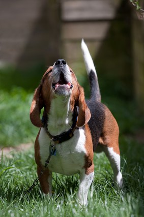 Beagle Dog Barking