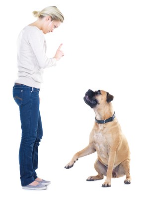 How to disciple a dog. Woman and bullmastiff