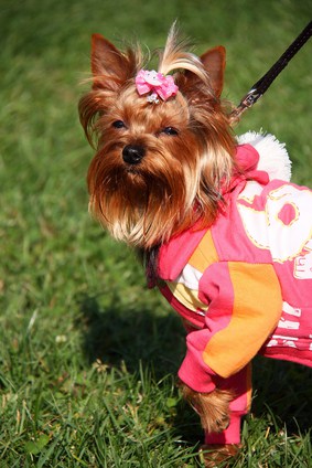 Colorfully Dressed Yorkshire Terrier