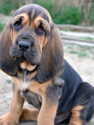 Photo of Bloodhound puppy dog