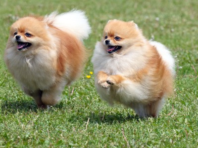 Pomeranian Dogs Running