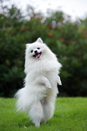 White Pomeranian Dog on hind legs