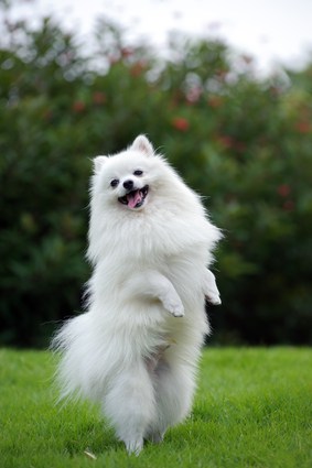 dog breed pomeranian white