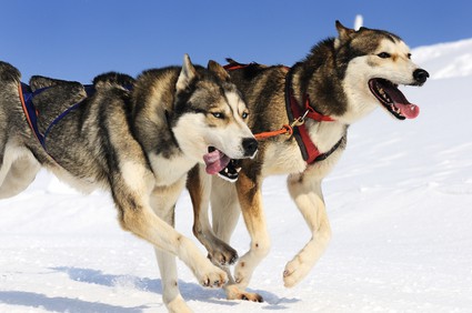 Sportive Siberian Husky dogs