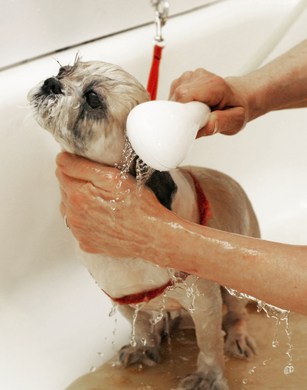 Bathing Dog In Bath Tub