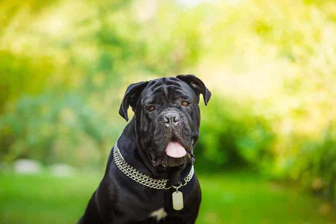 does the cane corso bark