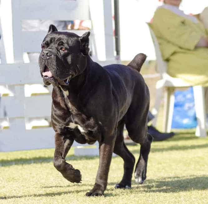 Photo of Cane Corso Running | Cane Corso Temperament