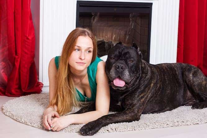 Photo of Cane Corso With Girl | Cane Corso Temperament