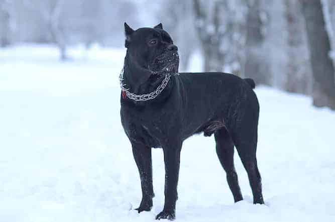 Photo of Cane Corso In Snow| Cane Corso Temperament