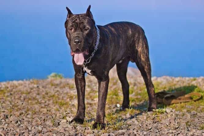 Photo of Cane Corso Water Background | Cane Corso Temperament