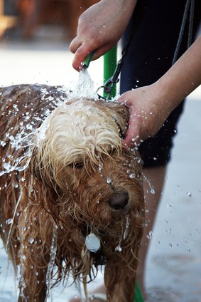 Dog bathing outdoors